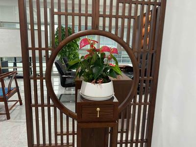 红掌盆栽