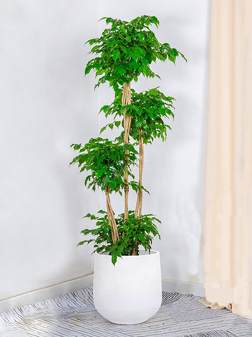 绿宝-幸福平安富贵辟邪