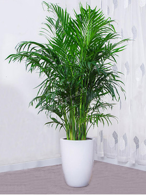 散尾葵-四面腾达祥瑞吉利