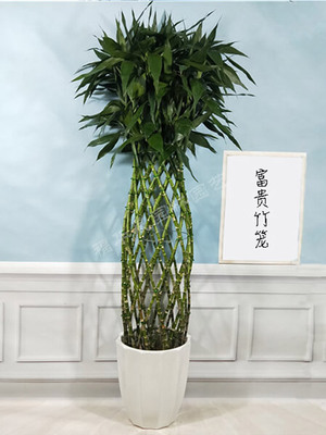 富贵竹笼-节节高升竹报平安