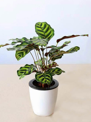 孔雀竹芋