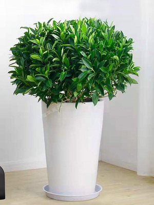 非洲茉莉