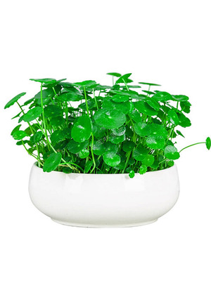 铜钱草