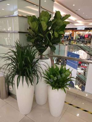 琴叶榕龙血树蕨类组合