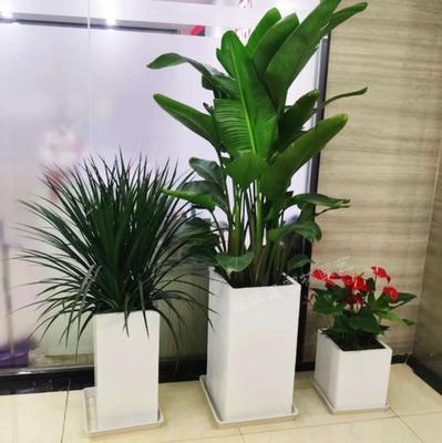 天堂鸟龙血树红掌组合