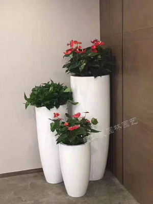 红掌绿箩组合