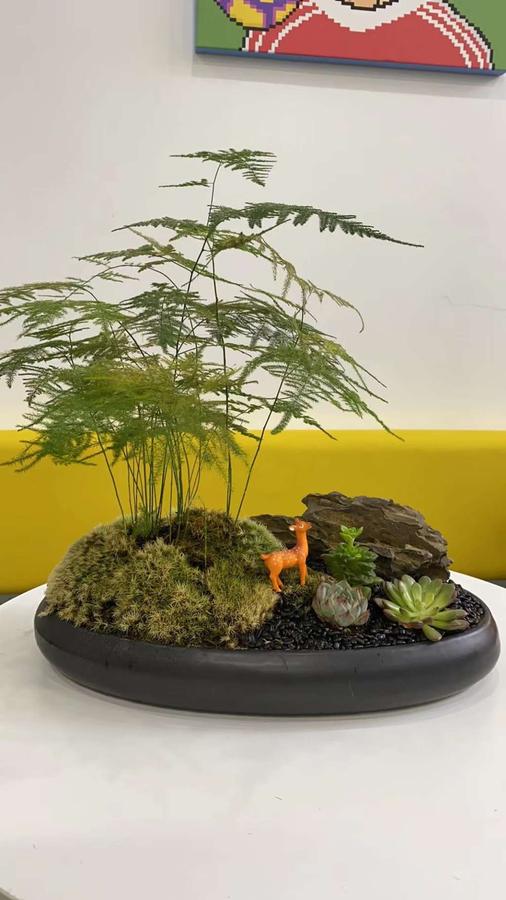 文竹盆栽