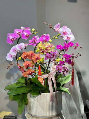 蝴蝶兰