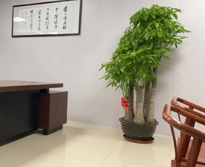 发财树