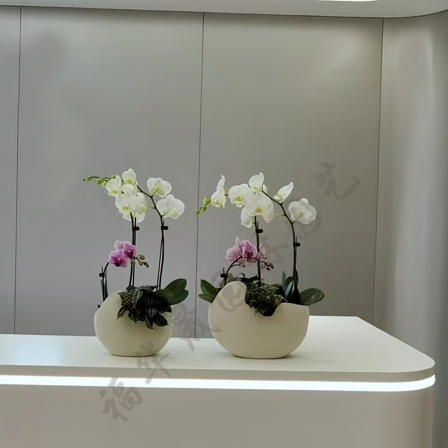 蝴蝶兰组合